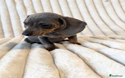 Miniature Dachshund dogs for sale: LAST 2 BOYS Miniature smooth Dachshund puppies - Image 10