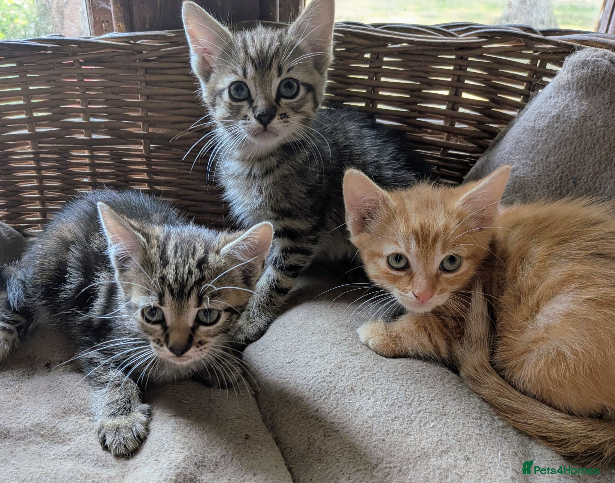 Domestic Shorthair cats Gorgeous kittens - Advert 7
