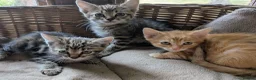 Domestic Shorthair cats for sale: Gorgeous kittens - Advert 1