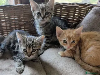 Domestic Shorthair cats Gorgeous kittens - Advert 1
