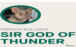 French Bulldog dogs for sale: Gorgeous Puppies ready to be reserved  - Image 28