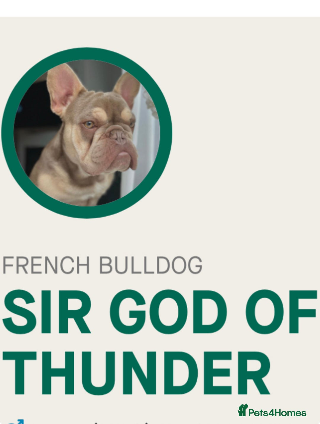 French Bulldog dogs for sale: Gorgeous Puppies ready to be reserved  - Image 28