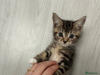 Mixed Breed cats 7 week kitten for sale - Advert 8