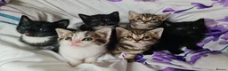 Mixed Breed cats for sale: Adorable & Playful Kittens Raised with Kids  - Advert 4