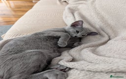 Russian Blue cats for sale: Stunning Russian Blue babies  in Huddersfield - Image 16