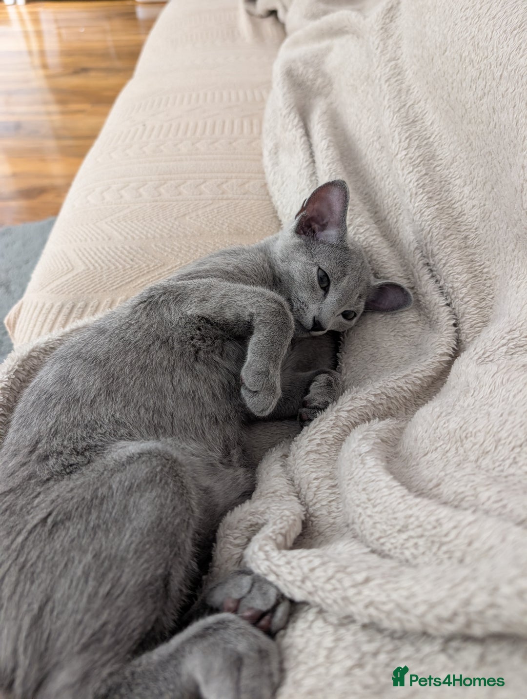 Russian Blue cats for sale: Stunning Russian Blue babies  in Huddersfield - Image 16