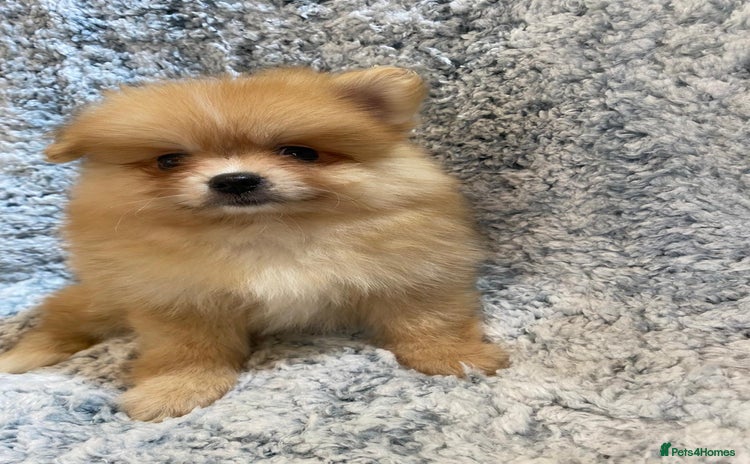 Pomeranian dogs - Advert 3