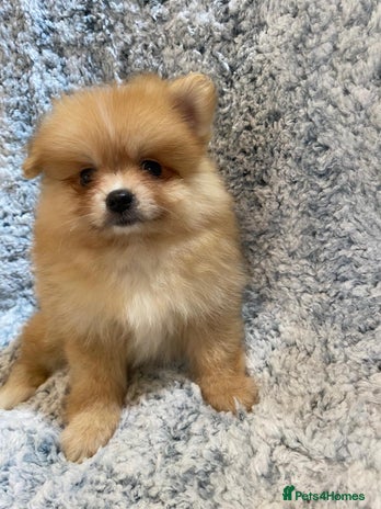 Pomeranian dogs - Advert 3