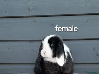 Mini Lop rabbits Purebred mini lops - Advert 18