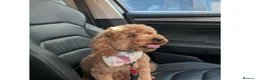 Cockapoo dogs for sale: Beautiful phantom cockapoo  - Advert 3