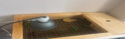 Tortoise reptiles for sale: Baby marginated tortoise for sale in Telford - Advert 3