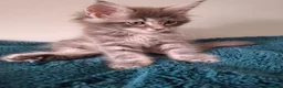 Maine Coon cats for sale: Tica registered Maine coon kittens - Advert 17