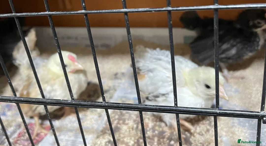 Chickens poultry for sale: Mini Serama Chicks - Advert 3