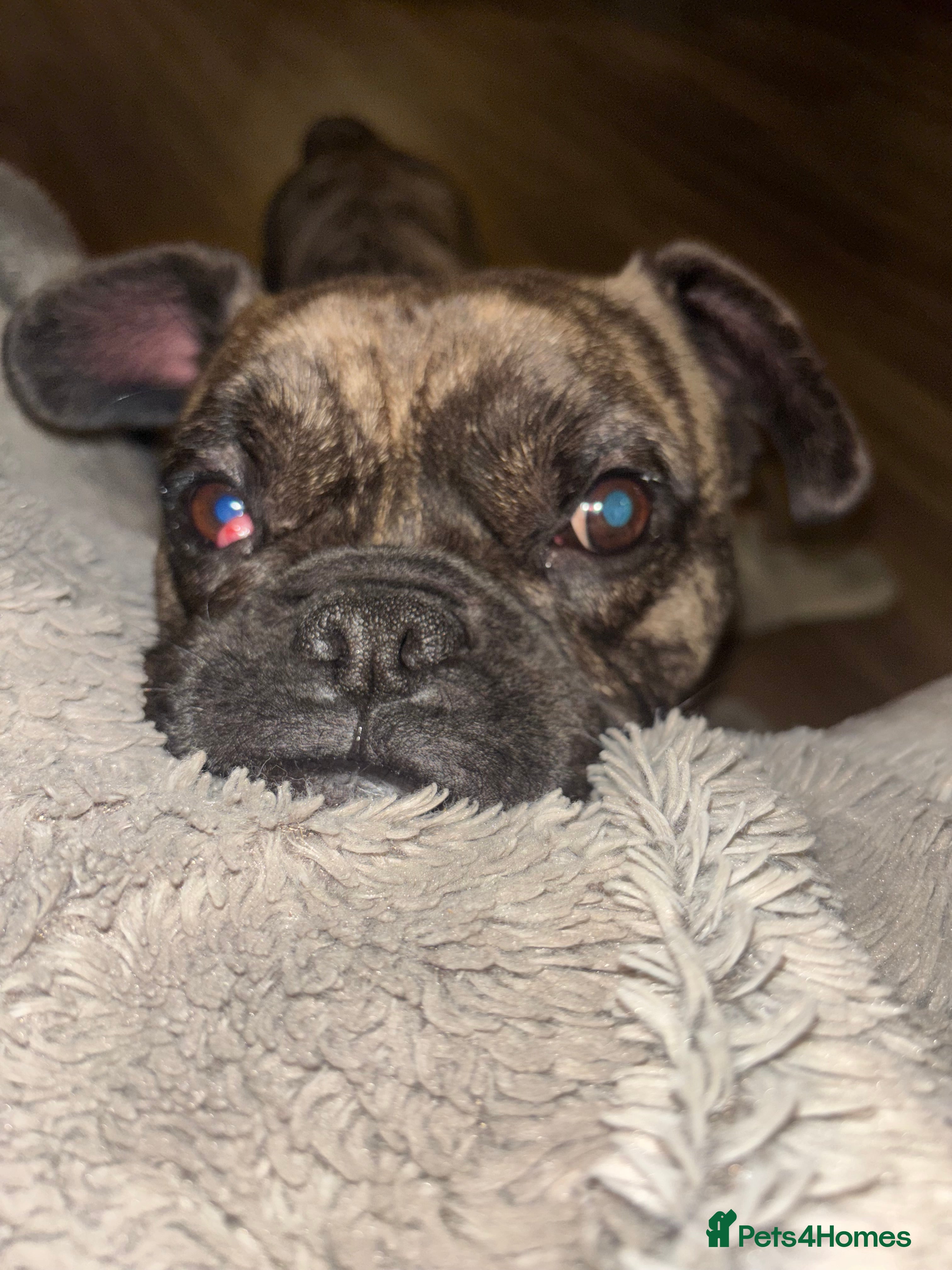 Mixed Breed dogs Frenchie cross pug  - Advert 6