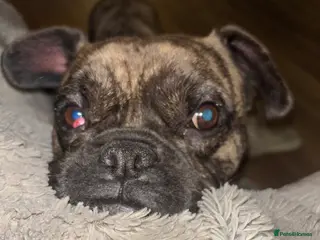 Mixed Breed dogs Frenchie cross pug - Advert 6