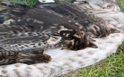 Bengal cats for sale: Beautiful farm reared bengals  - Image 13