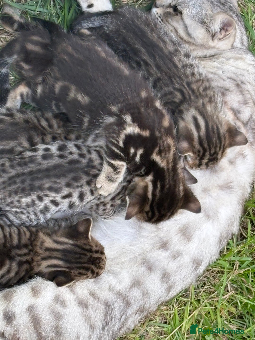Bengal cats for sale: Beautiful farm reared bengals  - Image 13