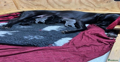 Great Dane dogs - Advert 1