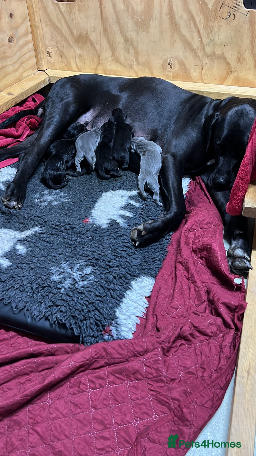Great Dane dogs for sale: Great Dane pups our own 4th Generation  - Image 21