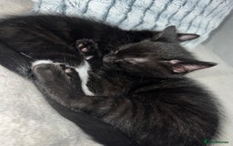 Domestic Shorthair cats for sale: Beautiful kittens looking for forever homes🩷💙🐾 - Image 5