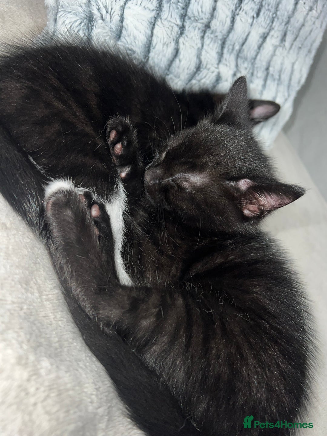 Domestic Shorthair cats for sale: Beautiful kittens looking for forever homes🩷💙🐾 - Image 5