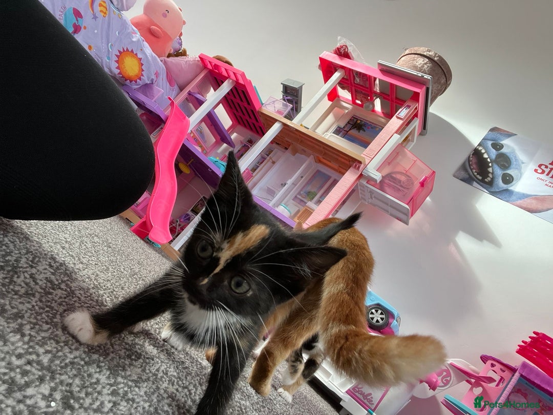 Mixed Breed cats for sale: Playful Female Kitten Ready for Her Forever Home - Image 4