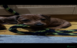 Miniature Dachshund dogs for sale: Beautiful miniature dachshund puppies  - Image 9