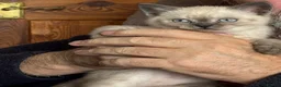 British Shorthair cats for sale: Male Kitten for sale - Advert 2