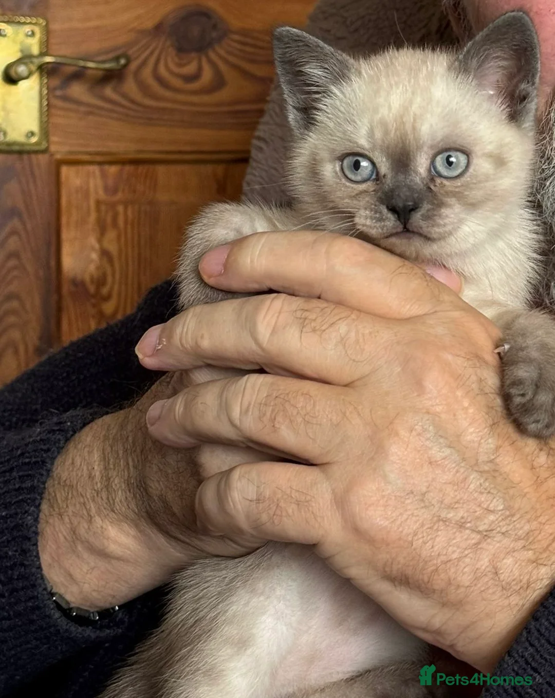 British Shorthair cats for sale: Male Kitten for sale - Advert 2