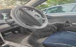 Ragcoon cats for sale: Maine coon X Ragdoll kitten - Image 23