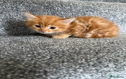 Mixed Breed cats for sale: 4 x kittens  - Image 4