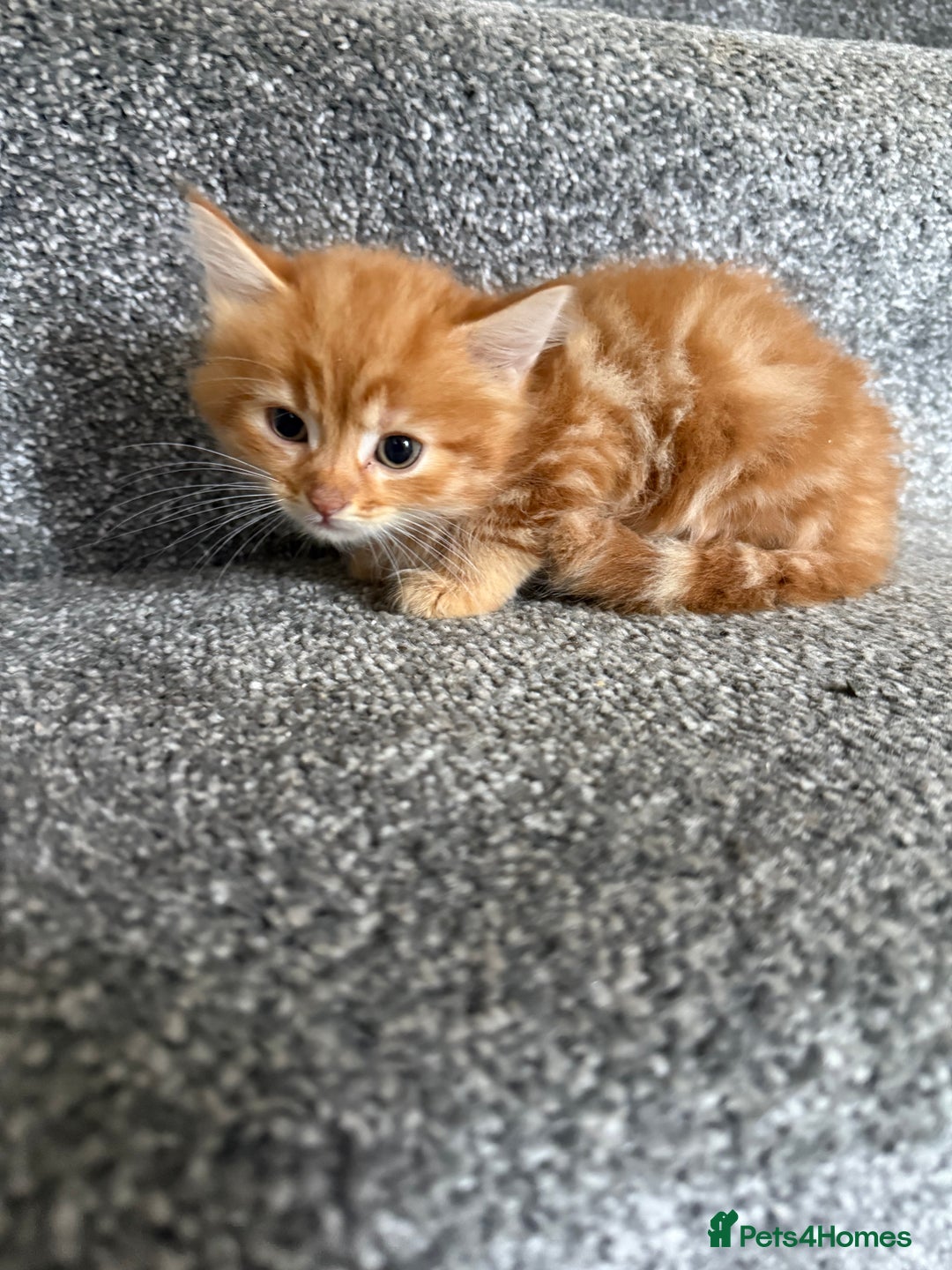Mixed Breed cats for sale: 4 x kittens  - Image 4