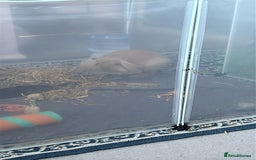 Lionhead rabbits for sale: indoor lionhead  - Image 1