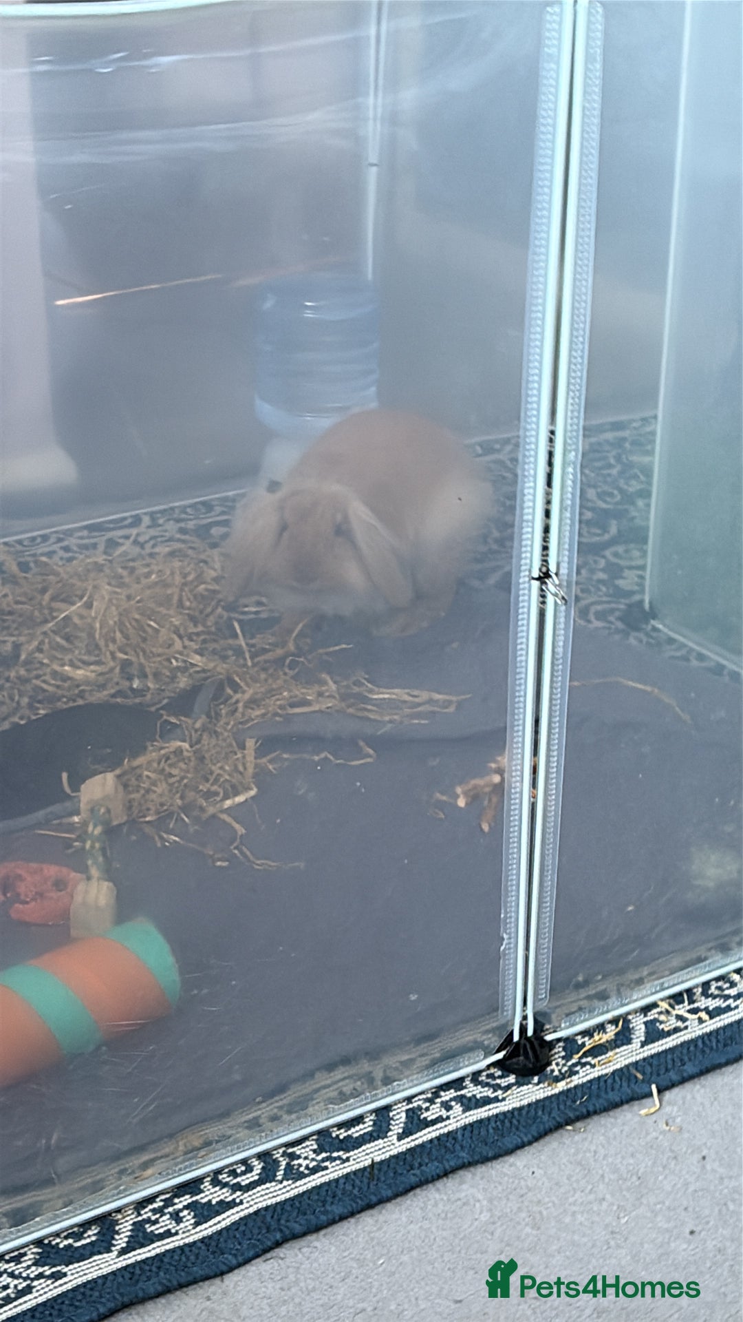 Lionhead rabbits for sale: indoor lionhead  - Image 1