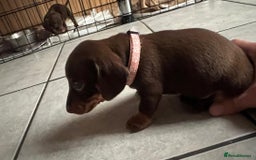 Dachshund dogs for sale: READY TO GO Dachshund Puppies dapple+chocolate - Image 10