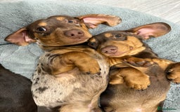 Miniature Dachshund dogs for stud: Dapple miniature dachshund for stud - Image 2