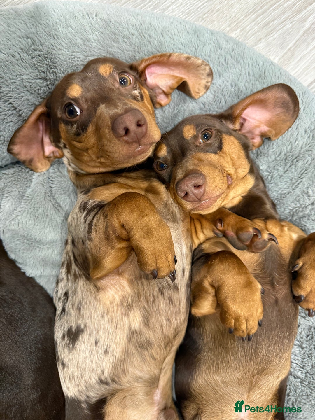 Miniature Dachshund dogs for stud: Dapple miniature dachshund for stud - Image 2
