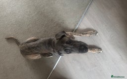 Mixed Breed dogs for sale: Looking for Eddie’s Forever Home - Image 2