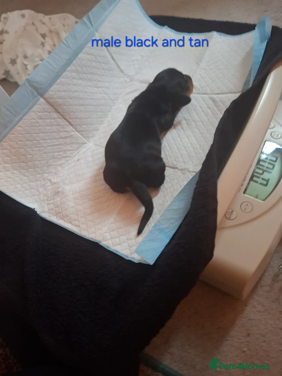 Dachshund dogs for sale: Miniature Dauchund Isabella and Black/Tan pups.  - Advert 13