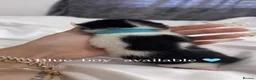 Mixed Breed cats for sale: 4 Gorgeous Boys Looking for Their Forever Homes! - Advert 4