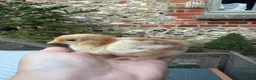 Chickens poultry for sale: Pure Pekin pullets  - Advert 4