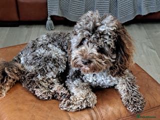 Poodle dogs cockapoo stud merle health tested, proven in Bristol - Advert 13