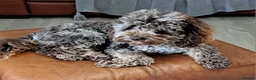 Poodle dogs for stud: Cockapoo stud chocolate merle  in Bristol - Advert 13