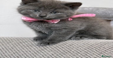 British Shorthair cats - Advert 9