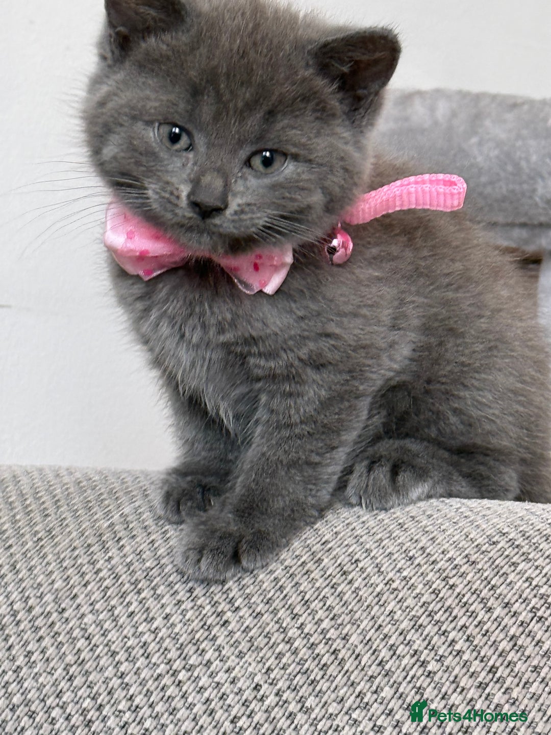 British Shorthair cats for sale: Beautiful bred British shorthairs  - Image 3