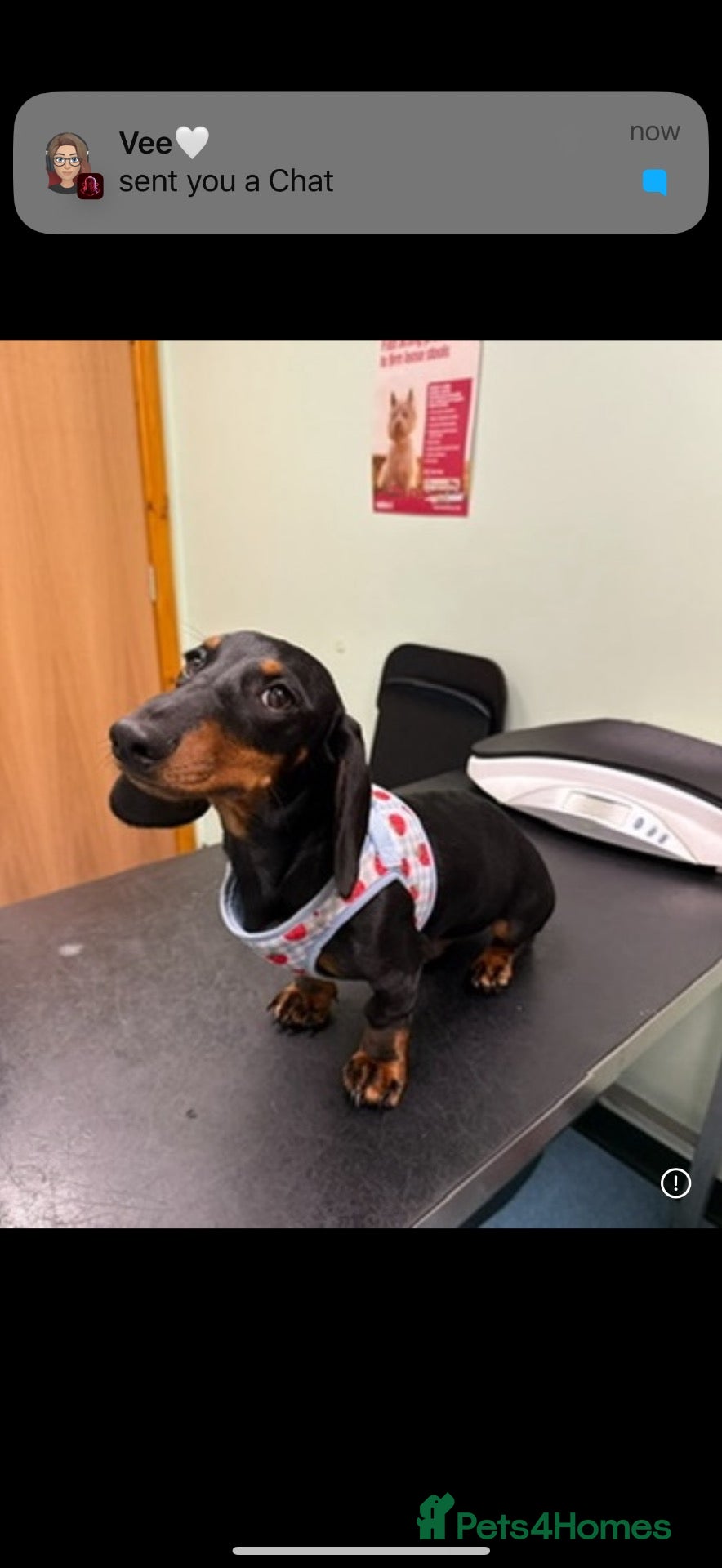 Dachshund dogs Male Dachshund - Advert 1