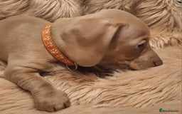 Miniature Dachshund dogs for sale: Gorgeous KC Registered Miniature Dachshund Puppies - Image 10