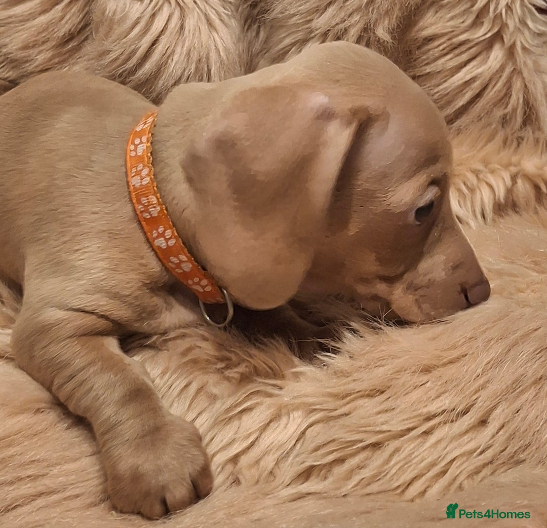 Miniature Dachshund dogs for sale: Gorgeous KC Registered Miniature Dachshund Puppies - Image 10