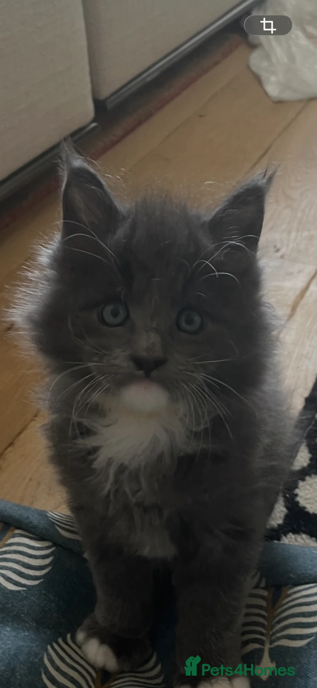Maine Coon cats for sale: Pure breed Maine Coon kitten - Advert 2