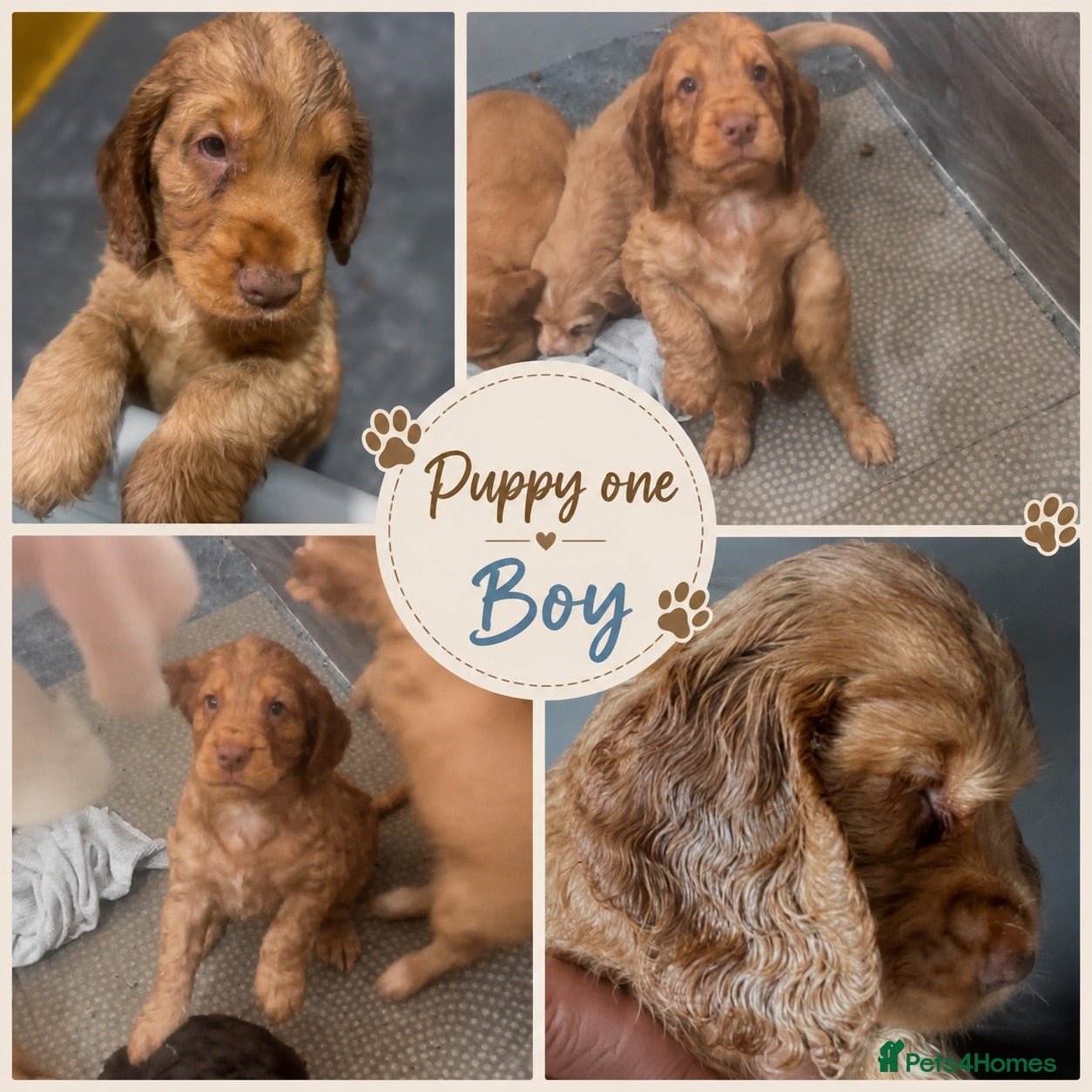 Cocker Spaniel dogs Full pedigree beautiful show cocker spaniels  - Advert 6